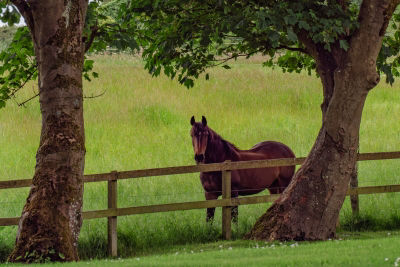 horse sheltering under tree